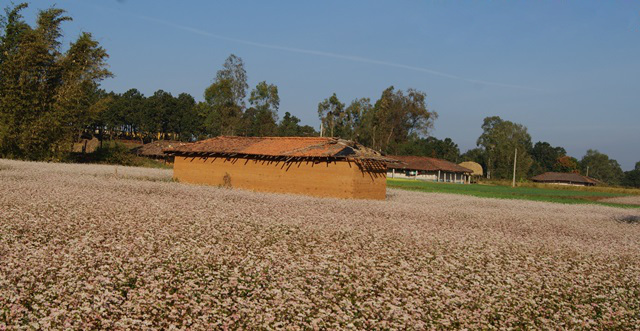 A view of Buckwheat farm in Mainpat Tibetan settlement