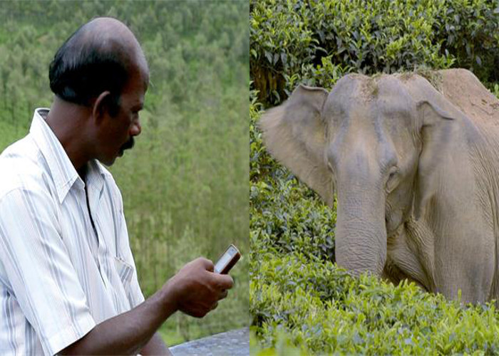 Text Message Alerts of Elephants Nearby to Prevent Encounters