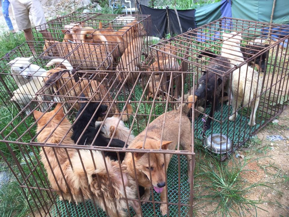 Yulin Dog Meat Festival kicked off, more than 10,000 expected to be slaughter