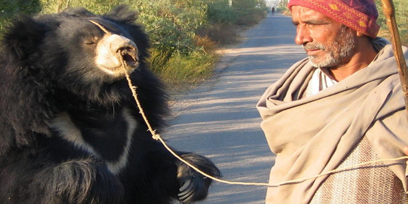 Wildlife Groups Rescue Nepal’s Last Dancing Bears