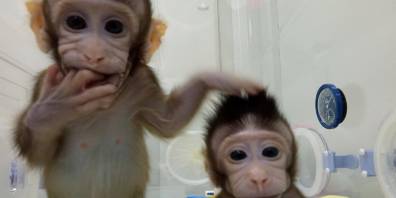 China Successfully Clones Two Monkeys. Are Humans Next? 