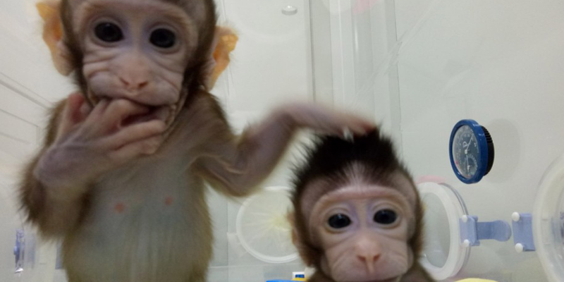 China Successfully Clones Two Monkeys. Are Humans Next?