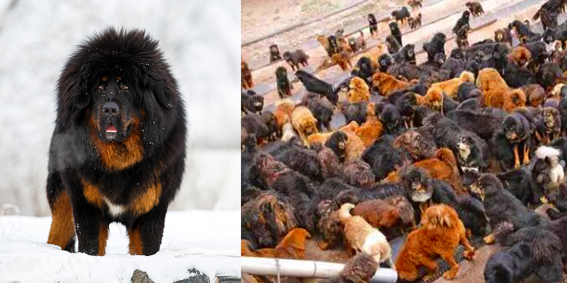 Once Owned by the Rich in China, Tibetan Mastiffs Now Abandoned 
