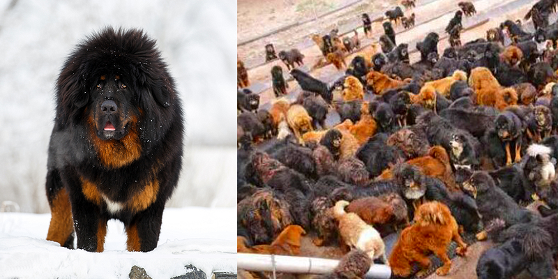 Once Owned by the Rich in China, Tibetan Mastiffs Now Abandoned