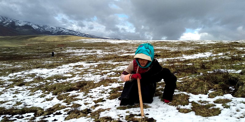 Caterpillar Fungus ‘Gold Rush’ and Tibetan Nomads