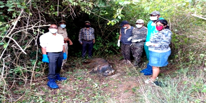 A Dead Tiger Found Near Hunsur Tibetan Refugee Camp