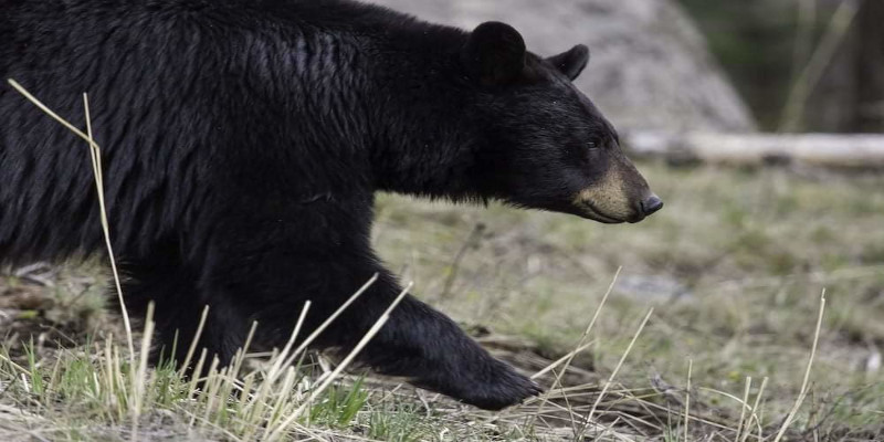 A man was seriously injured by a bear near Delek Hospital