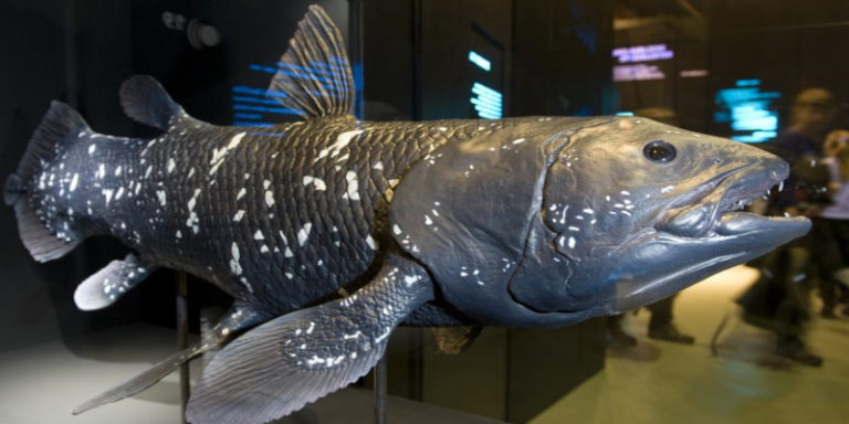 extinct dinosaur fish