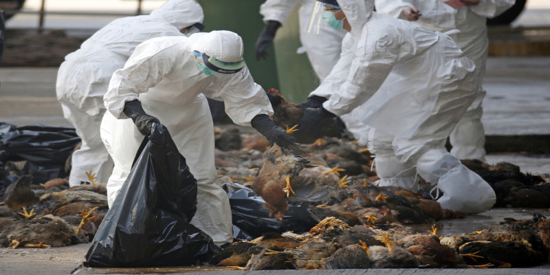 New Bird Flu discovered in China