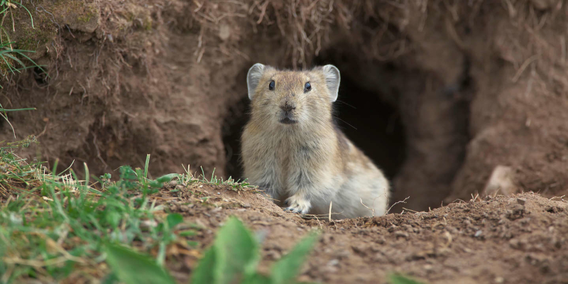 To survive the Tibetan winters, real-life Pikachus eat yak dung.