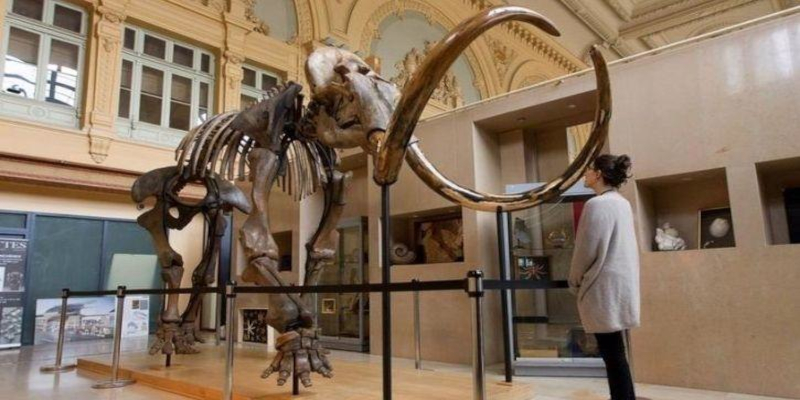 Harvard doctor wants to resurrect a dead woolly mammoth.
