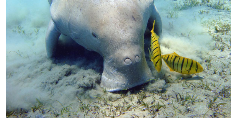 World’s only herbivorous marine mammal will be protected thanks to India’s first dugong reserve.