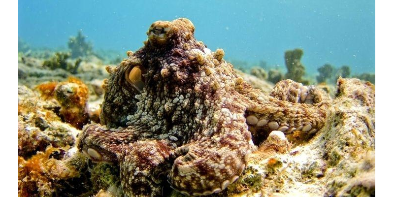 Scientists Created Octopus-Inspired Camouflage Technology To Hide In Plain Sight