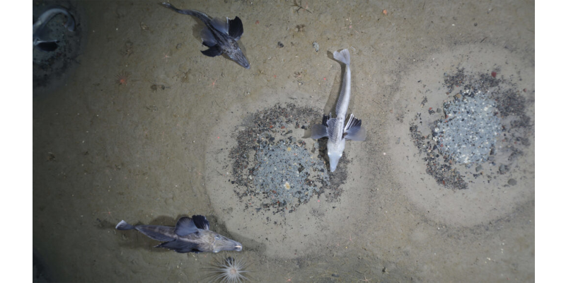 World’s largest fish colony was discovered in Antarctica.